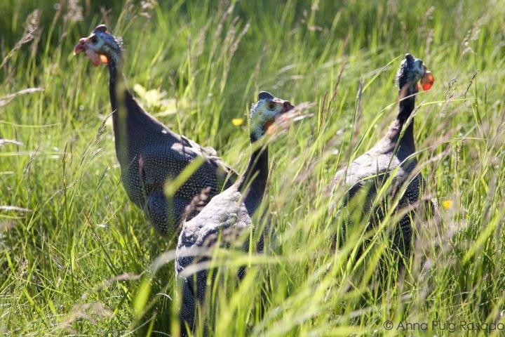 Élever des volailles en plein air Montélimar