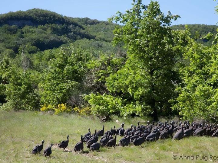 Élevage volaille en plein air Montélimar