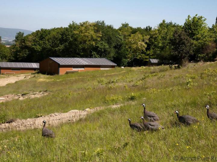 Dindes fermières Montélimar