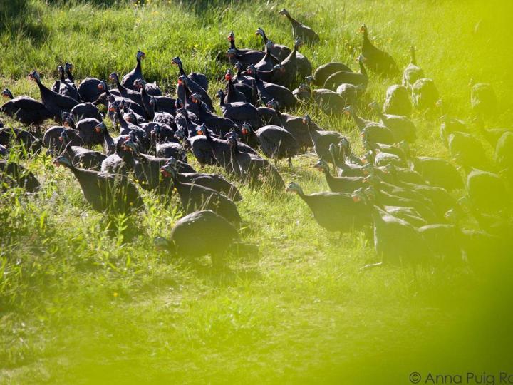 Élevage volaille en plein air Montélimar
